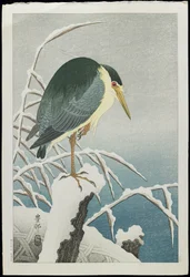 Schwarzkappen-Nachtreiher im Schnee, 1930er Jahre
